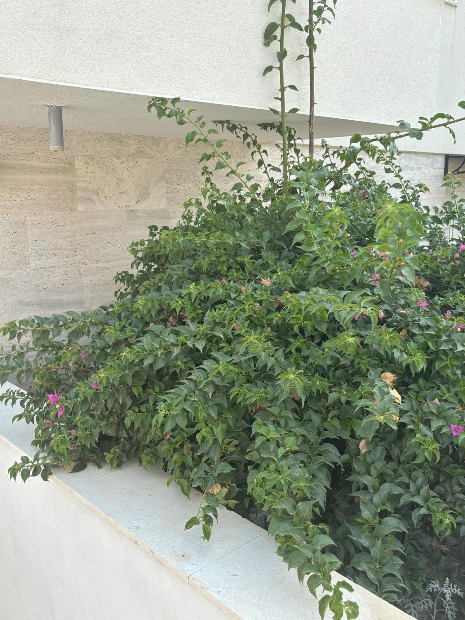 Vila Regina Apartment Rex With Swimming Pool 제제라 외부 사진
